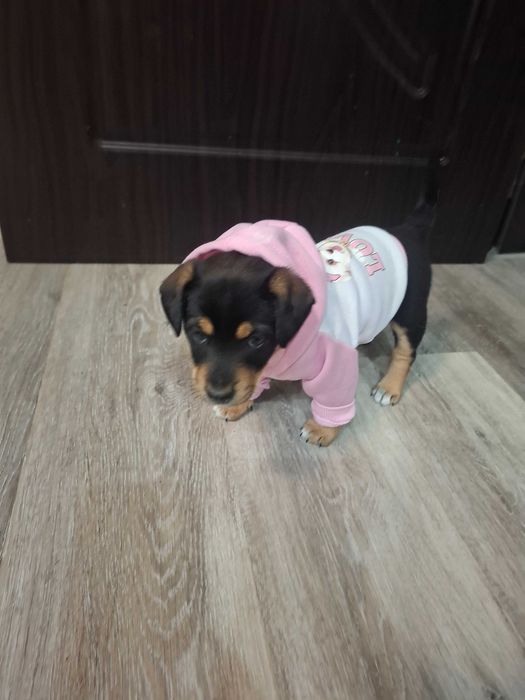 Подарявам малко кученце