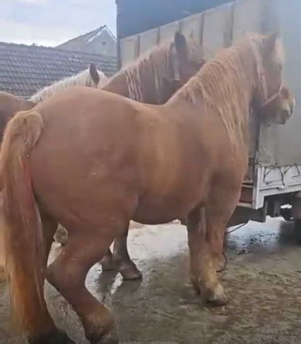 Vand urgent 3 cai grei detalii in descriere si la telefon