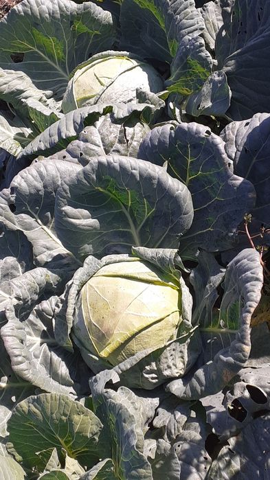 Vând varză de buzău