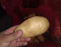 Пресни качествени картофи