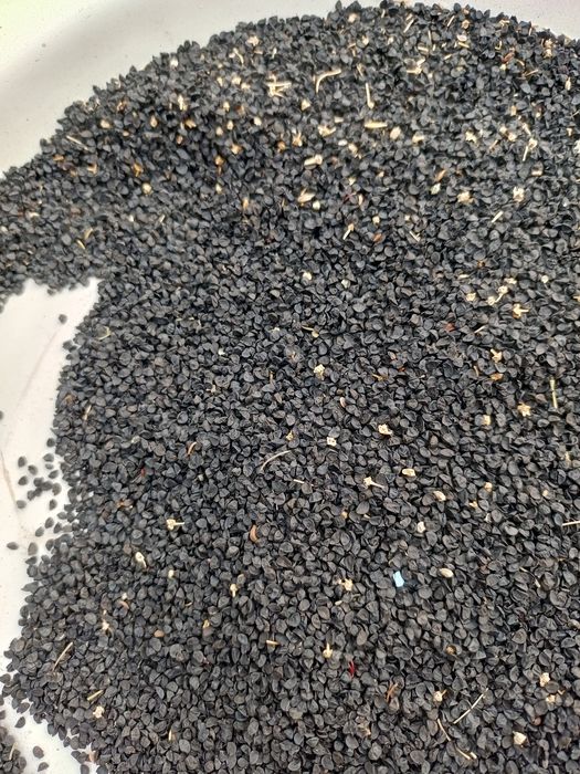 Пиёз уруги (Испан уруги)