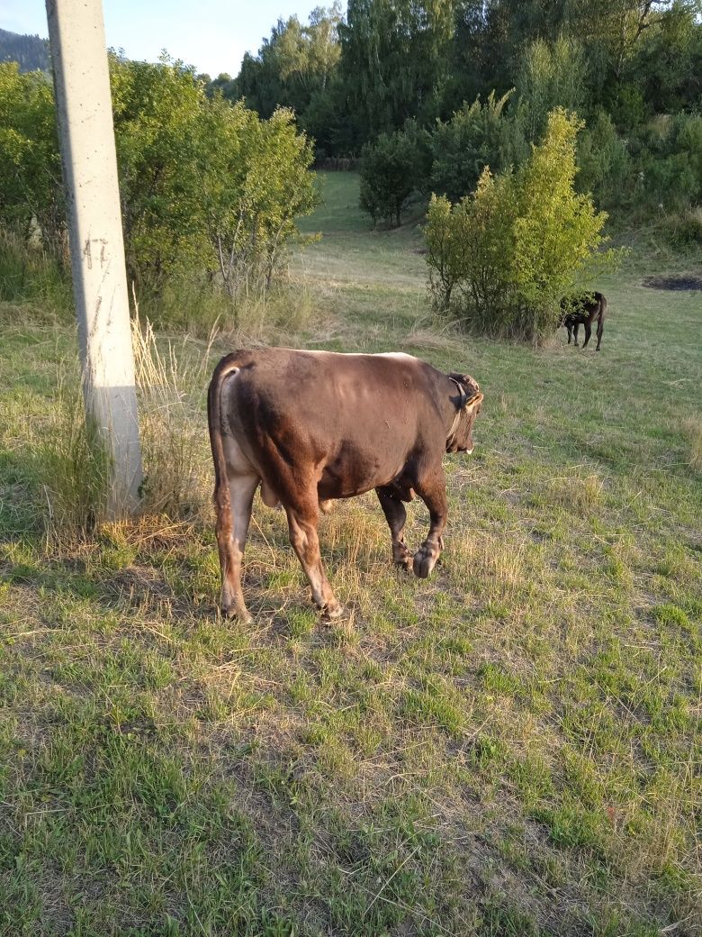 Продам быка породы Алатаускай