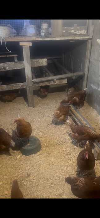 Ломан браун несушка тауык