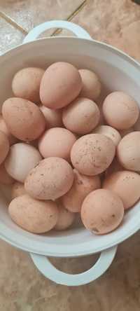 Ouă proaspete de bibilică