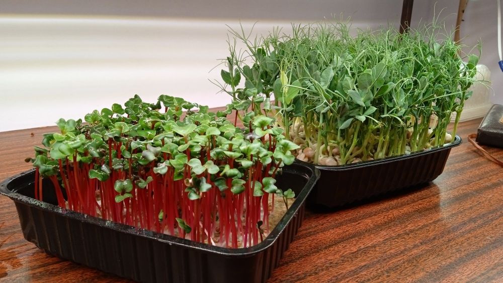 Микрозелень горшка, редиса, базилика и др.