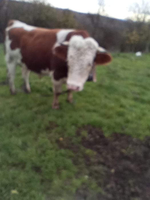 Vând taure de 2 ani