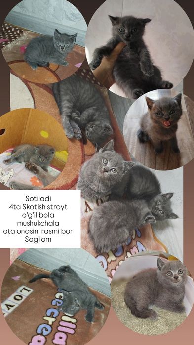 Продаются котята скоттиш страйт