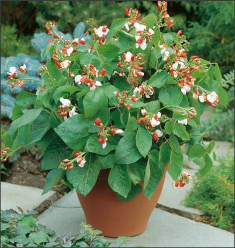 Runner Bean-(Dwarf) Hestia -50Fasole de teci, cu flori comestibile