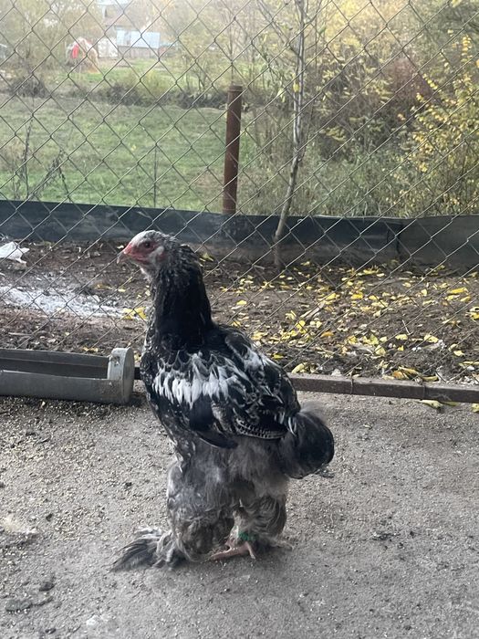 Brahman pui 3 luni jumate