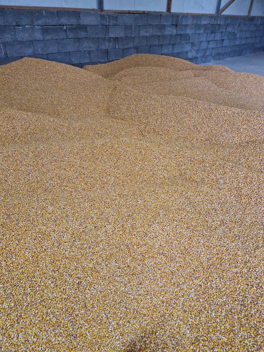 Porumb ,Grau si orz, Baloti lucerna anfoliati 130 pe 120