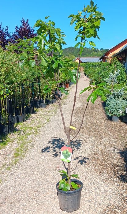 Pomi Fructiferi Exotici La Ghiveci (Smochin )