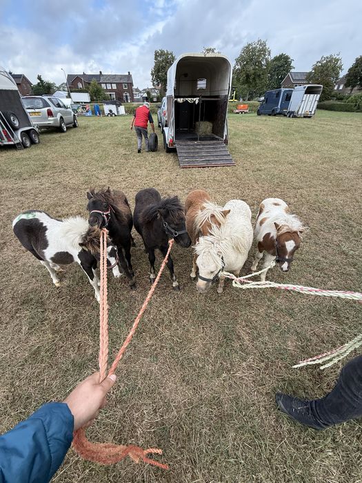 Vand pui manz mini ponei in varsta de 6 luni mini shetland