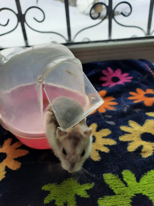 Хомячек джунгарский.