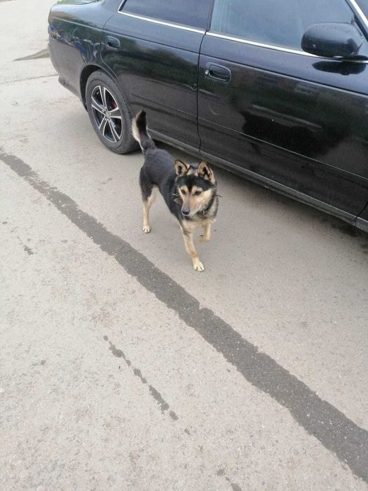 была найдена собака