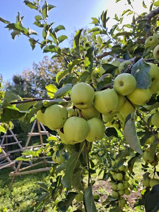 Mere de vânzare mai multe soiuri