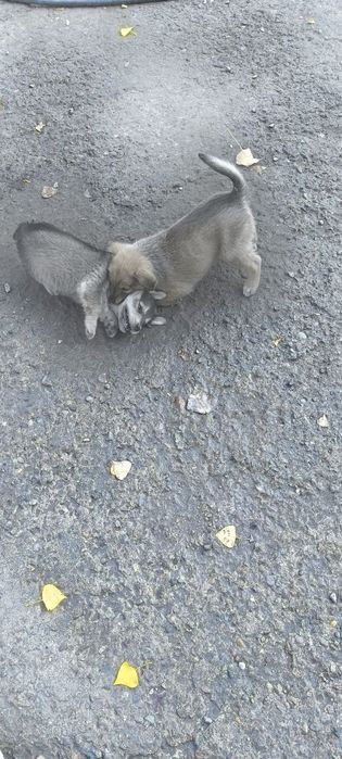 Щенки в хорошие руки