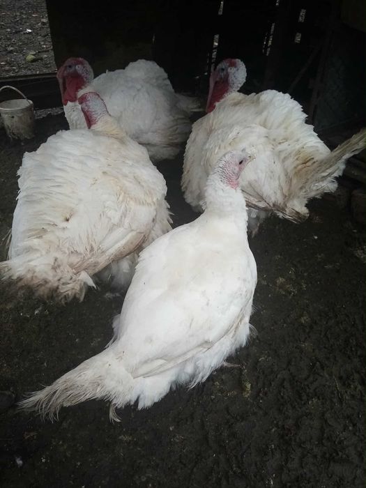 Vând curcani de carne 35lei/kg neg