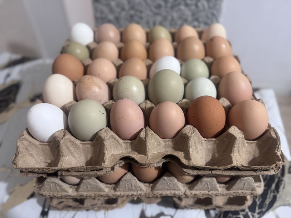 Домашние яйца от собсвенных курей