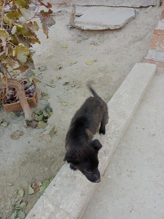 Щенки,маленькой породы,2месяца