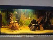 Vand 4 pesti platty si 6 pesti guppy