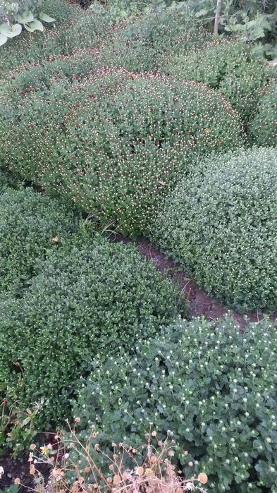 Дом и сад огород