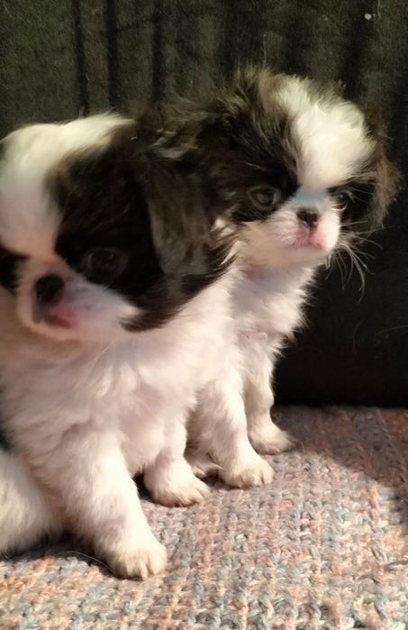 Щенки японского хина.