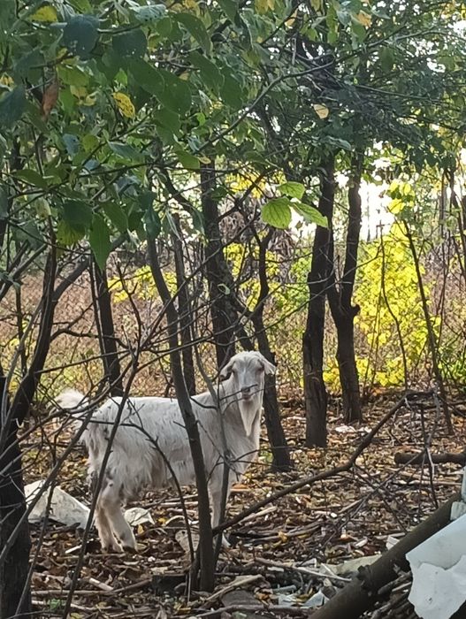 Vând țap frumos.