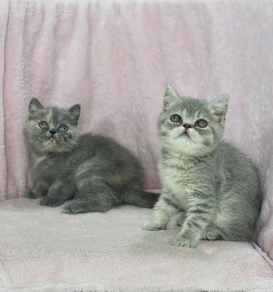 Котята скоттиш страйты