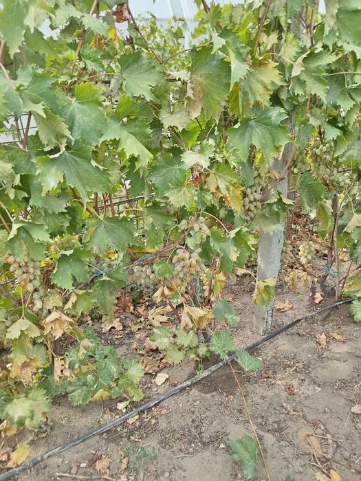 Vând struguri albi pt vin
