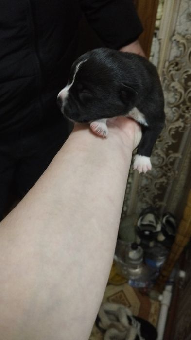 Отдам в добрые ,заботливые руки  щенков!!!