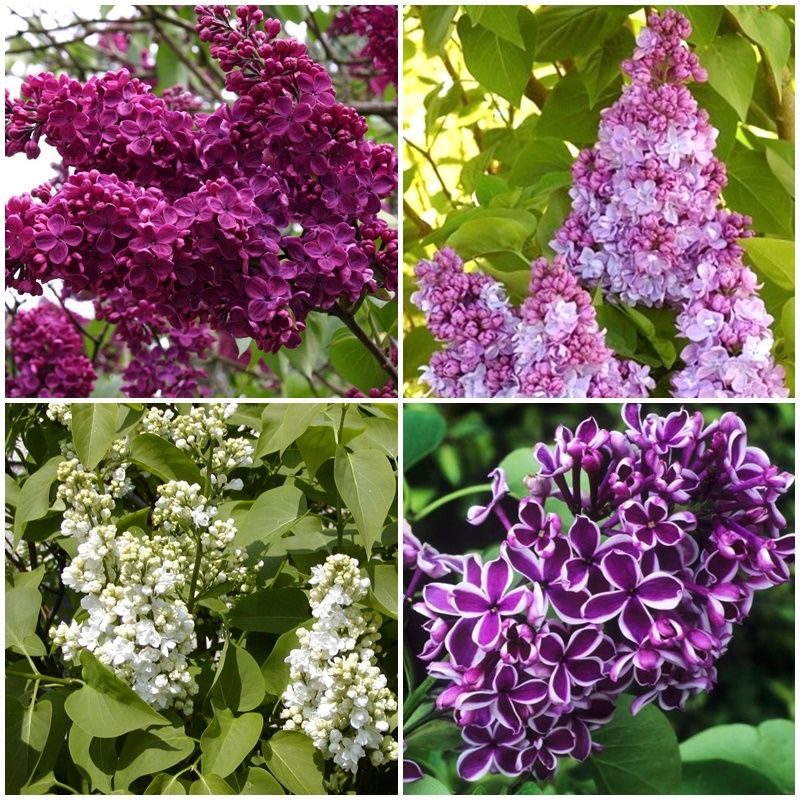 Pomi Oranamentali (Liliac Syringa Tip Copac )