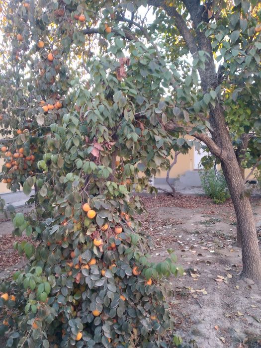 СРОЧНО ТЕЗЛИК БИЛАН Ховли сотилади хазора махалла