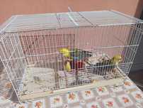 Papagli penant pereche