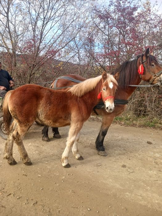 Vand manză de 7 luni
