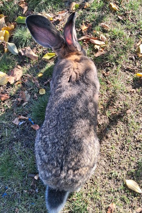 Vand Mascul Uriaș German