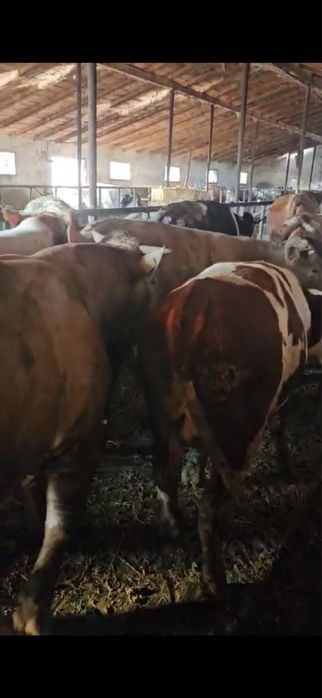 Disponibili in stoc 80 de vitei