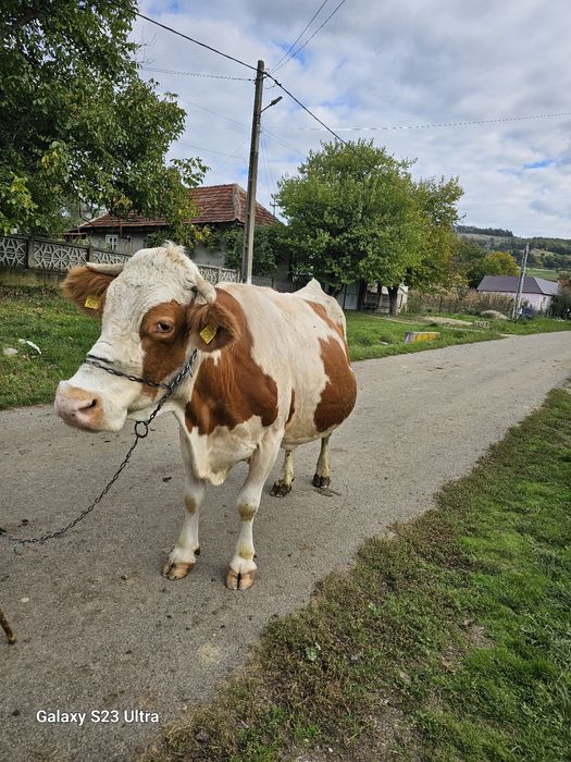 Vaca Baltata Românească
