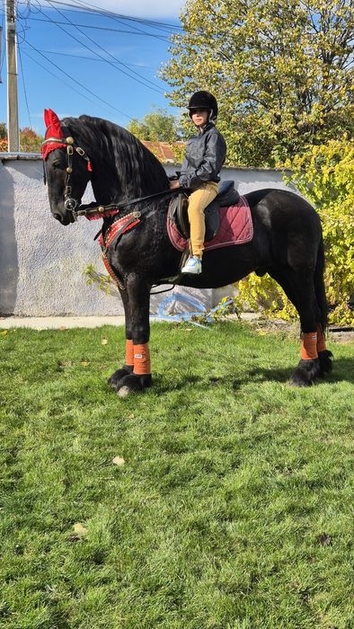 Armasar friesian pt copii- cal de scoala