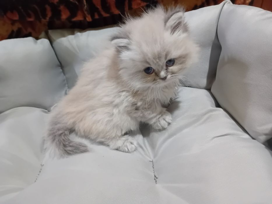 Персийски котки женски и мъжки
