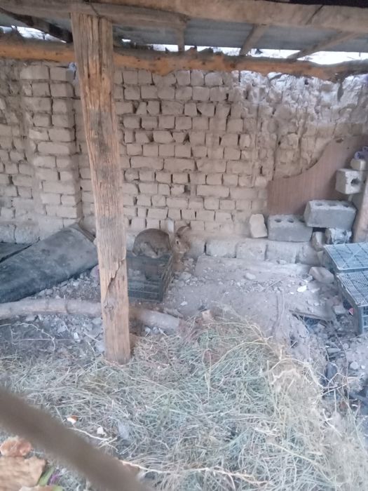 Quyonlar bor sotiladi