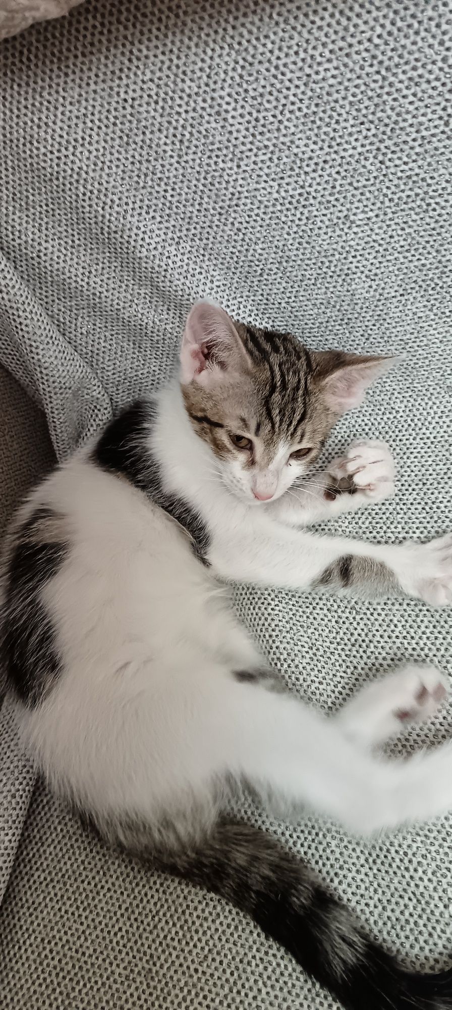 Котенок (мальчик}