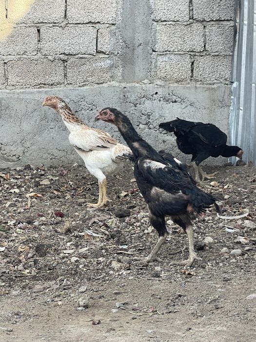 Dakan tovuq dakan дакан