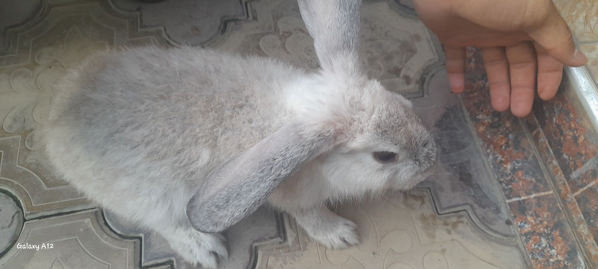 Quyon karlik panda va boshqa zotlari bor