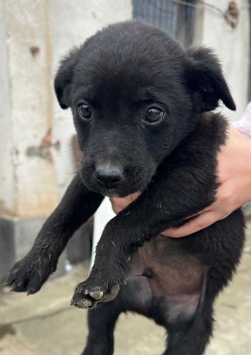 Catelusi draguti spre adoptie