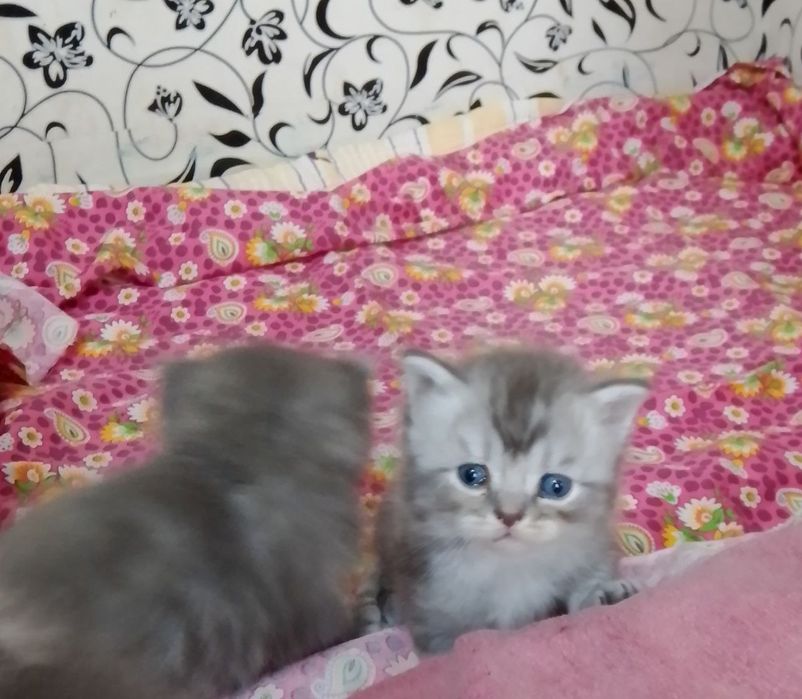 Продам котят породы