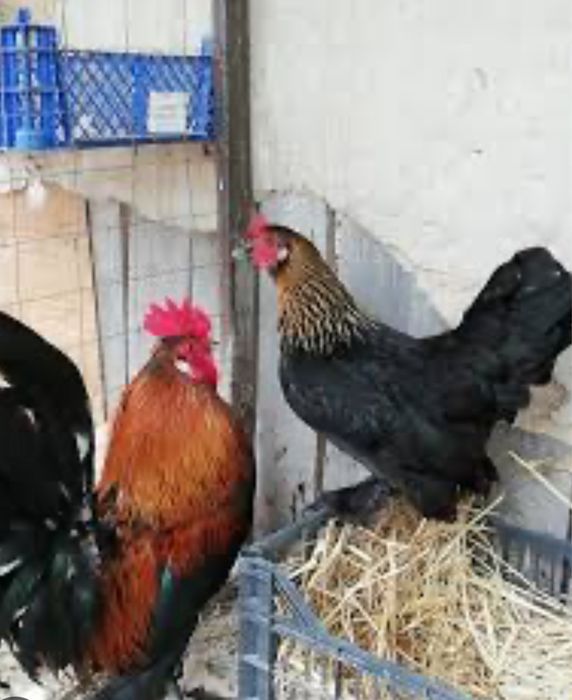 Vând găinuși pitici si rațe leșești