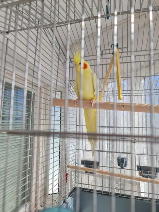 Ninfa cu tot cu Colivie