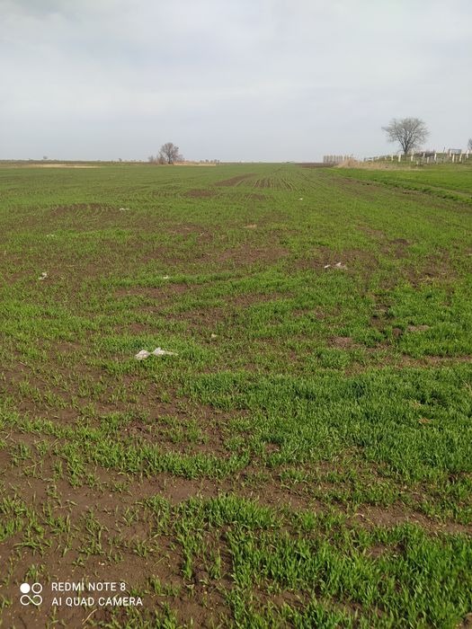 Арпа сатылады Сорт Маргрет