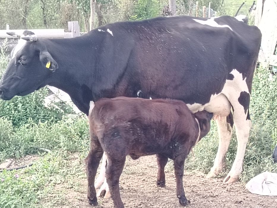 Vând vaca cu vițel