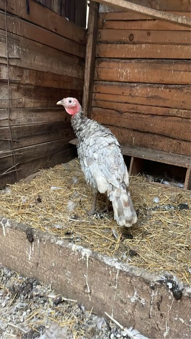 Disponibili curci si curcani